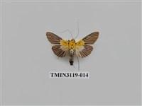 藏品(螟蛾223)的圖片